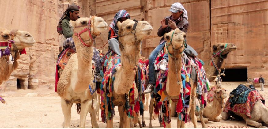 Camels in Jordan